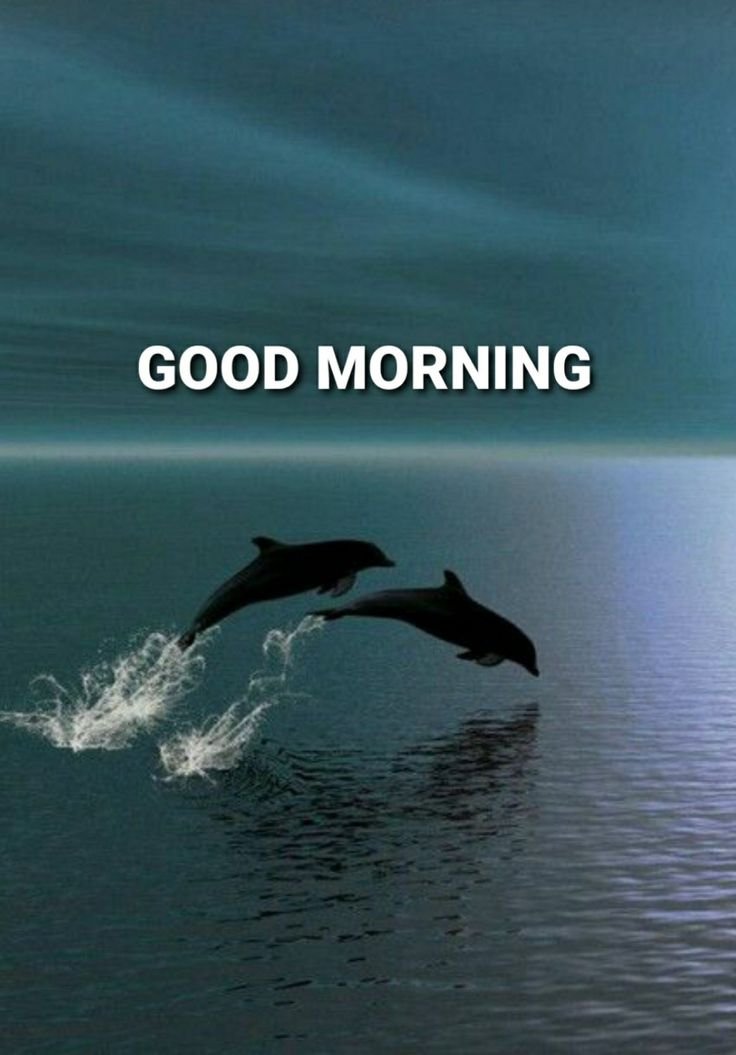 Good Morning Dolphin Images