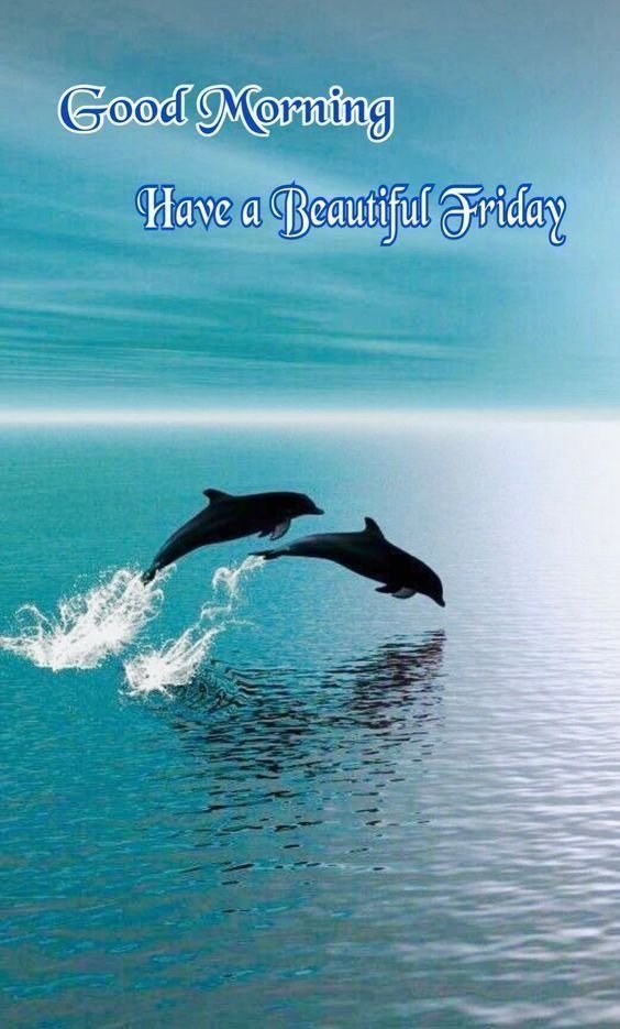 Good Morning Dolphin Images