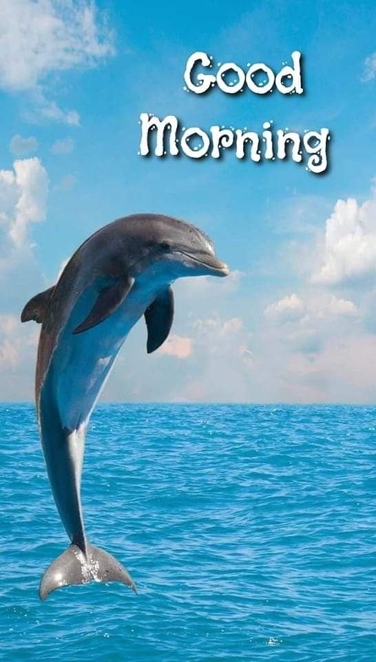 Good Morning Dolphin Pic HD