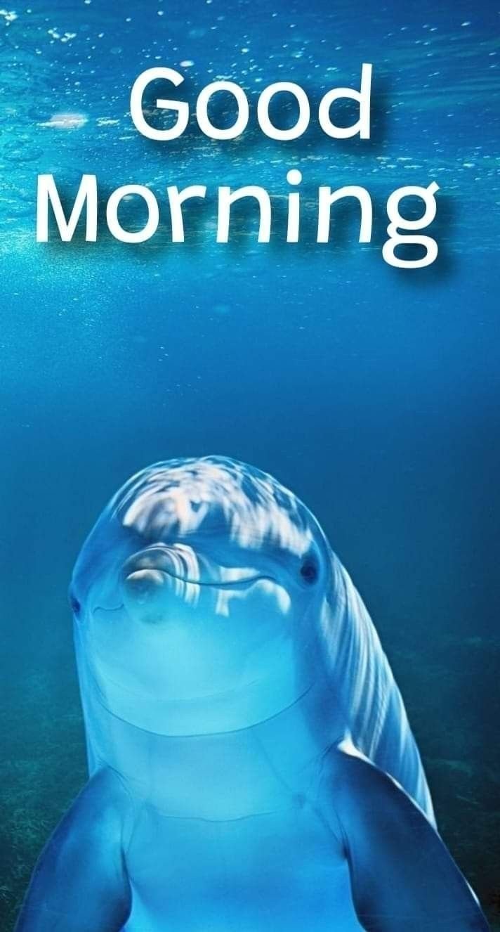 Good Morning Dolphin Photo