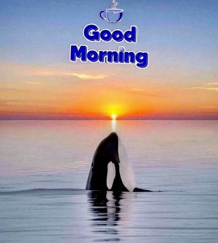 Good Morning Dolphin Images