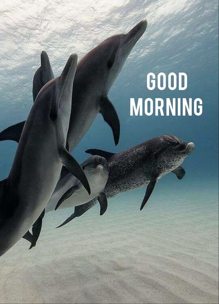 Good Morning Dolphin Images
