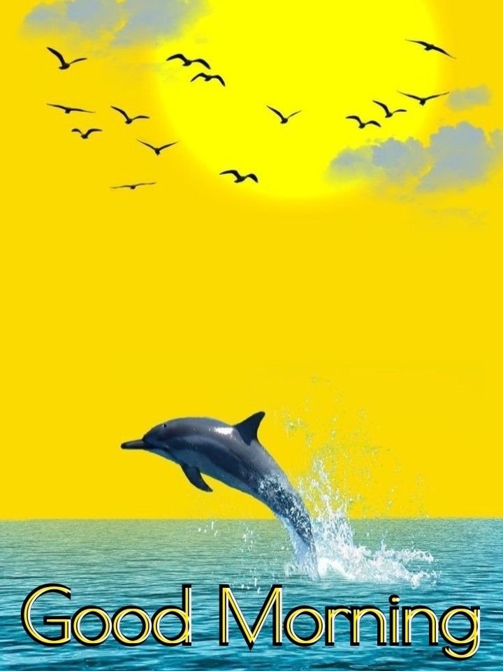 Good Morning Dolphin Images