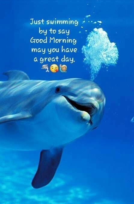 Good Morning Dolphin Images