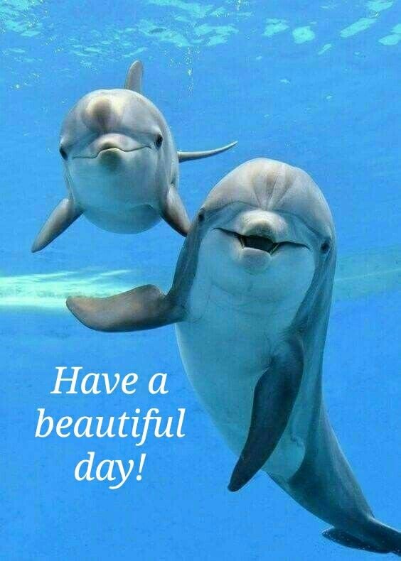 Good Morning Dolphin Images