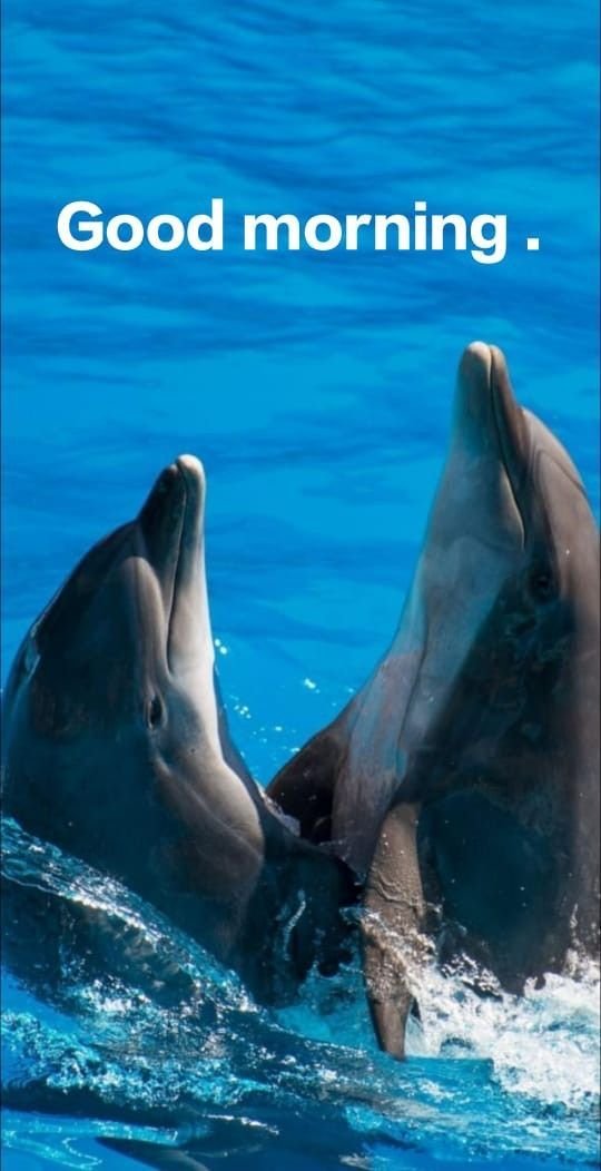 Good Morning Dolphin Images