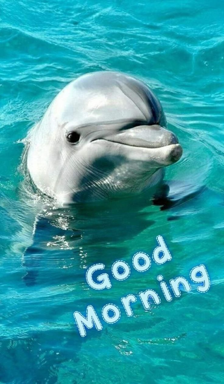Good Morning Dolphin Images