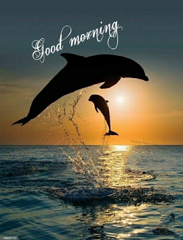 Good Morning Dolphin Images