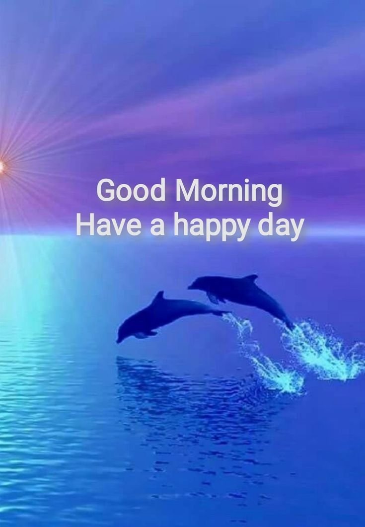 Good Morning Dolphin Images