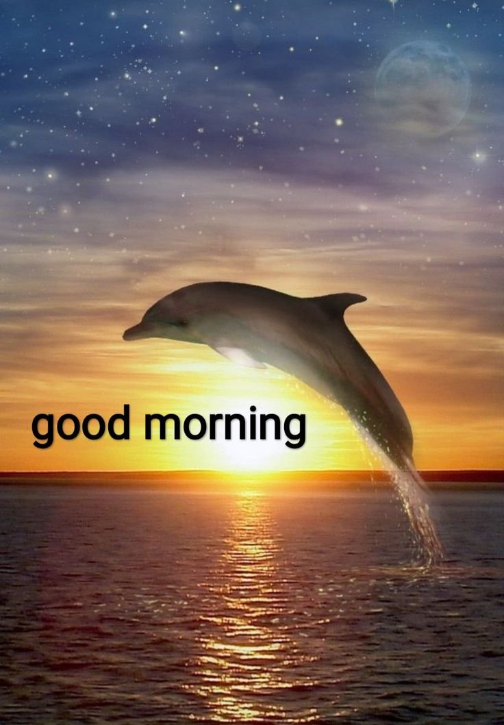 Good Morning Dolphin Images