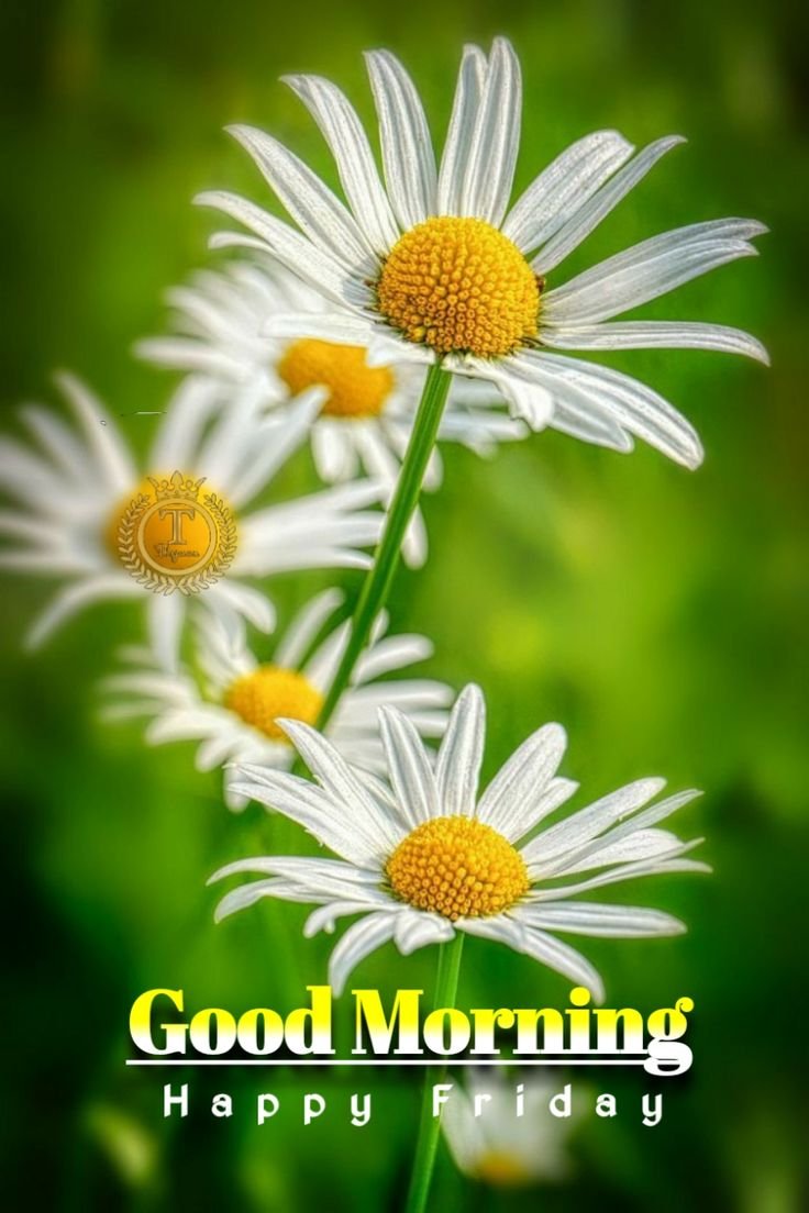 Good Morning Friday Images