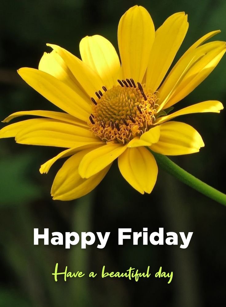 Good Morning Friday Images