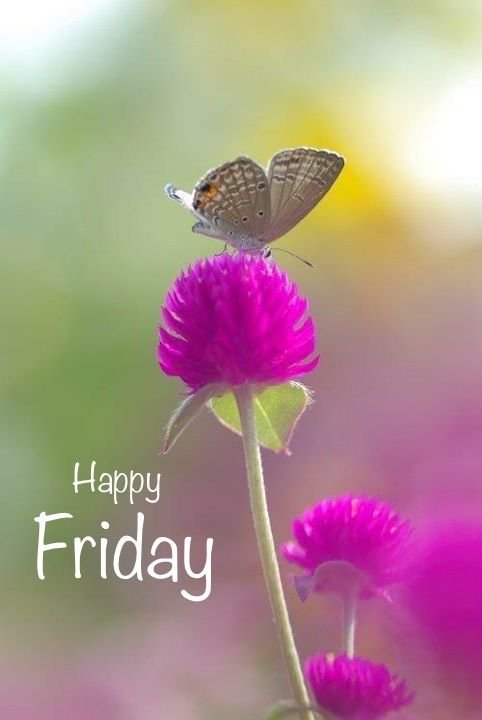 Good Morning Friday Images