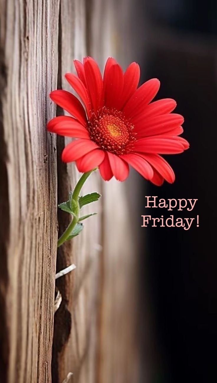 Good Morning Friday Images for Whatsapp