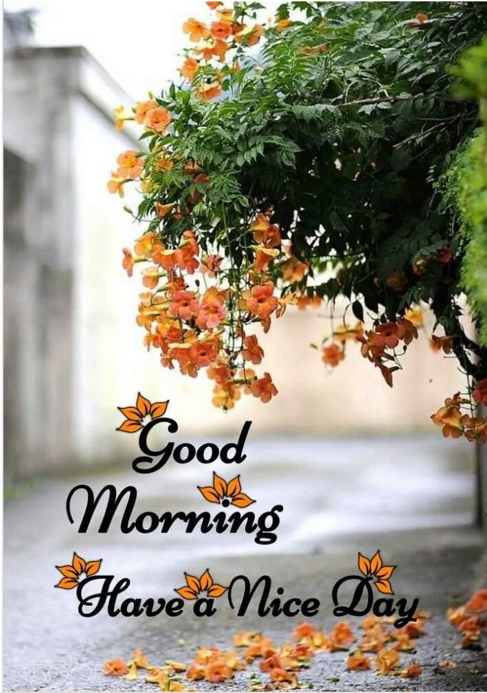 Beautiful Good Morning Images