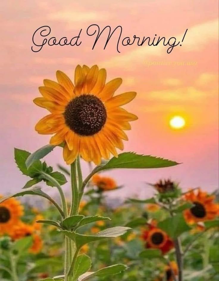 Good Morning Photos HD