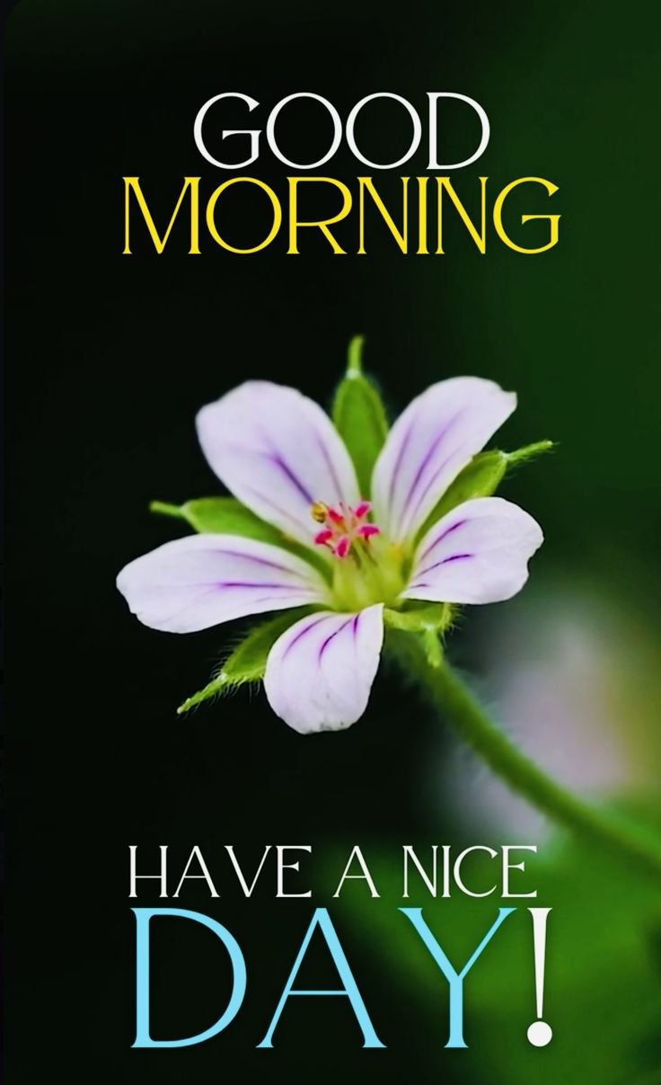 Good Morning Photos HD