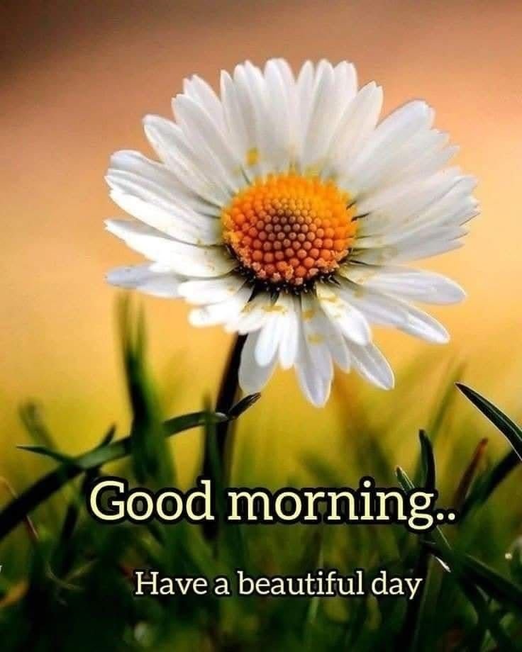 Flower Good Morning Photos