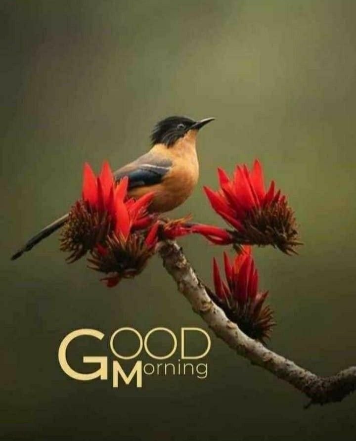 Good Morning Photos HD