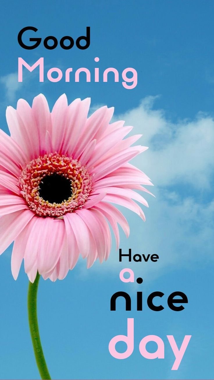 Flower Good Morning Photos