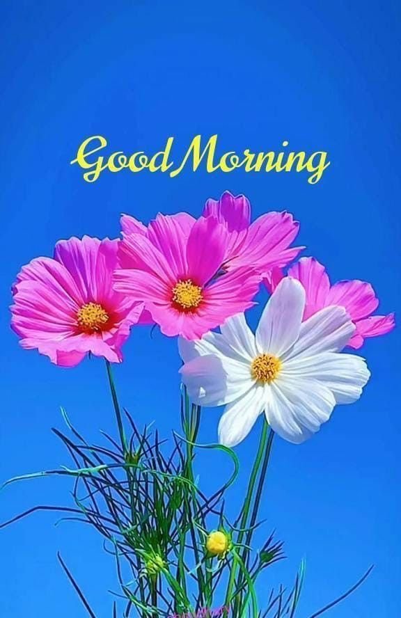 Cute Good Morning Images Pics