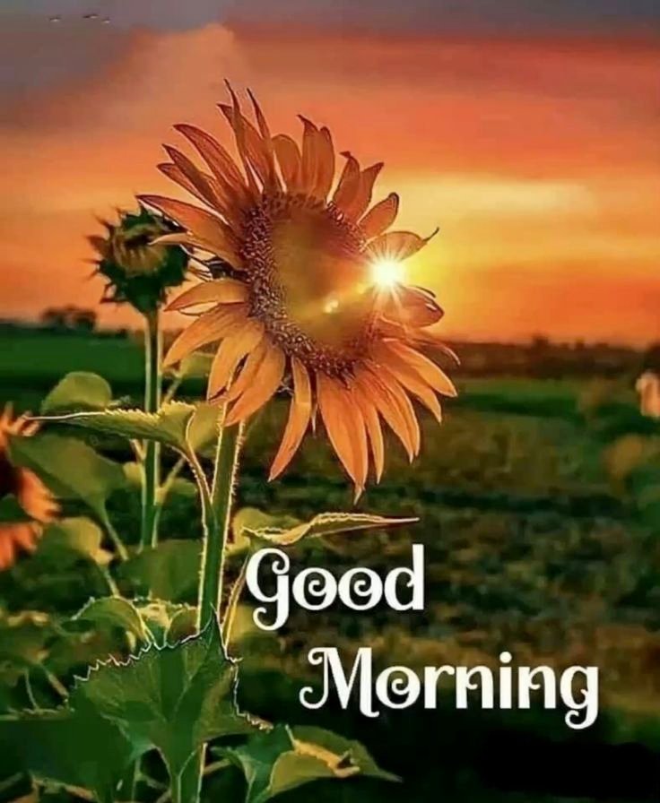 Good Morning Images for Whatsapp