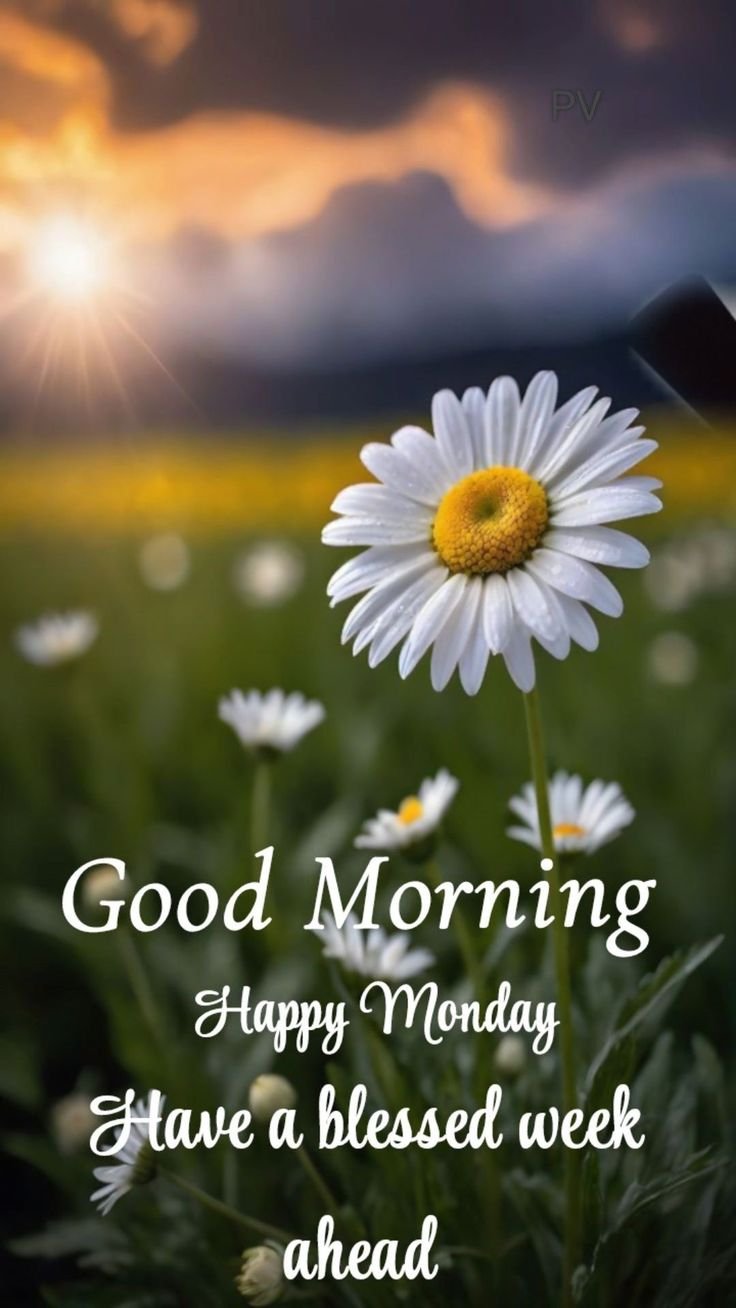 Good Morning Monday Photo