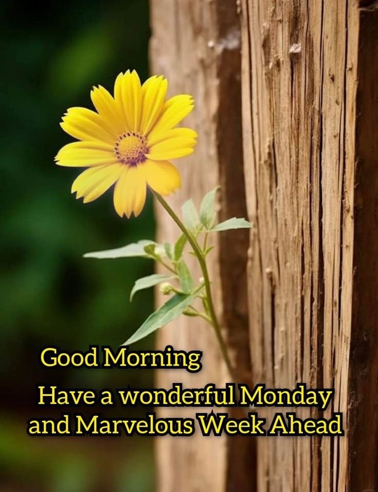 Good Morning Monday inspirational images