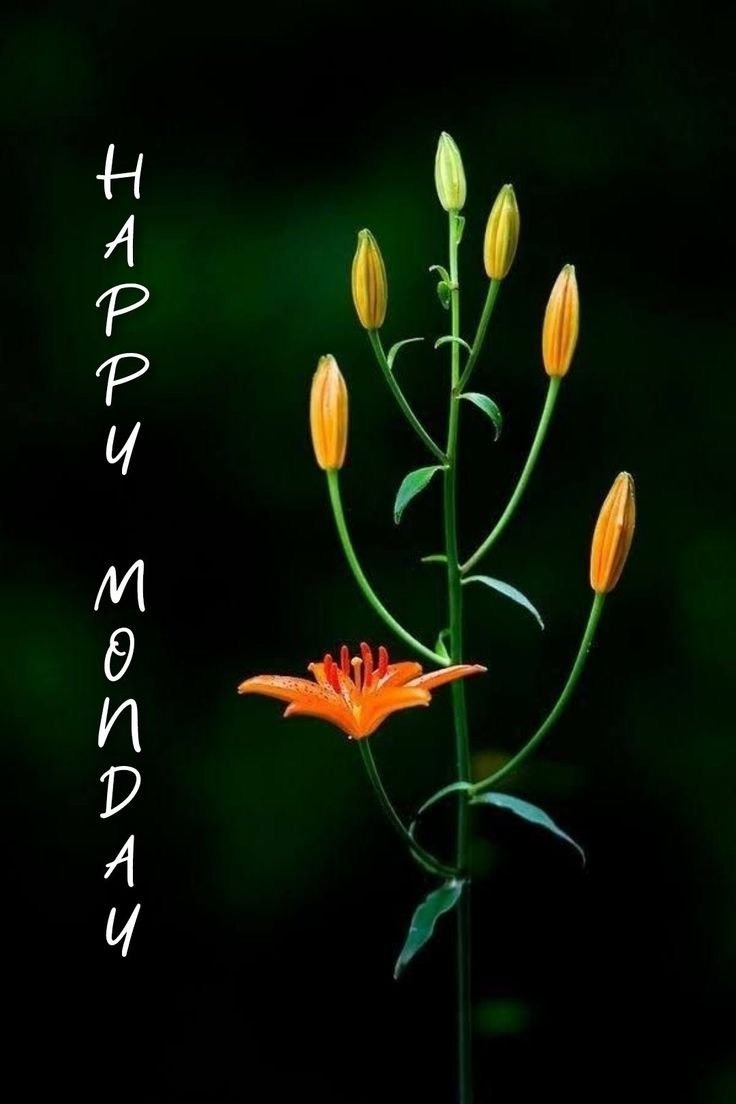 Good morning monday photos download