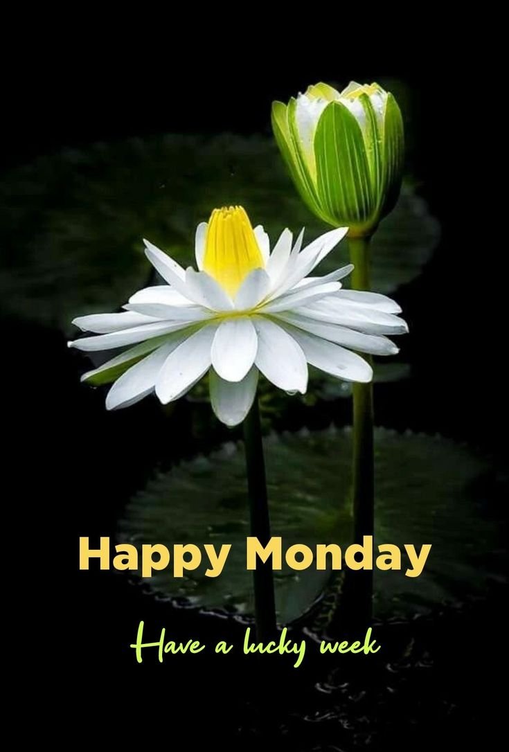 Good Morning Monday Photo