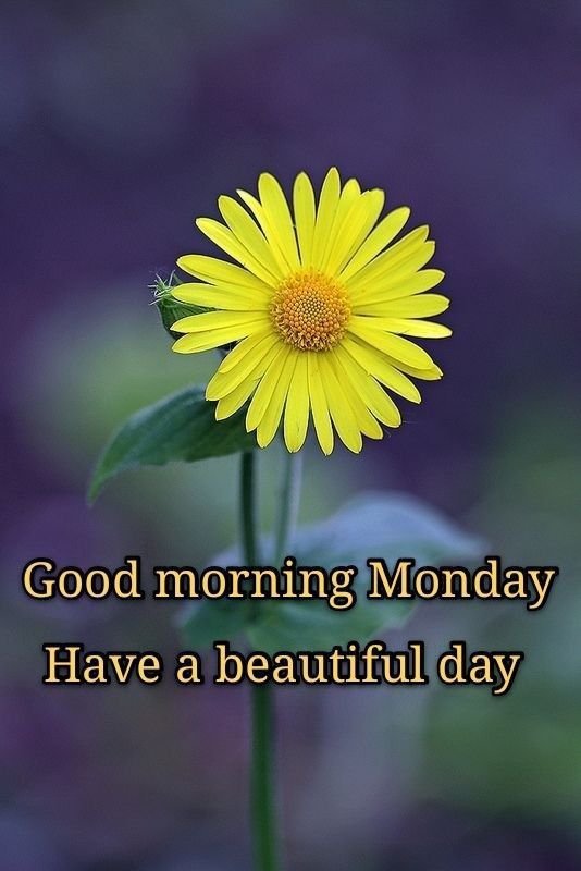 Good Morning Monday Photo