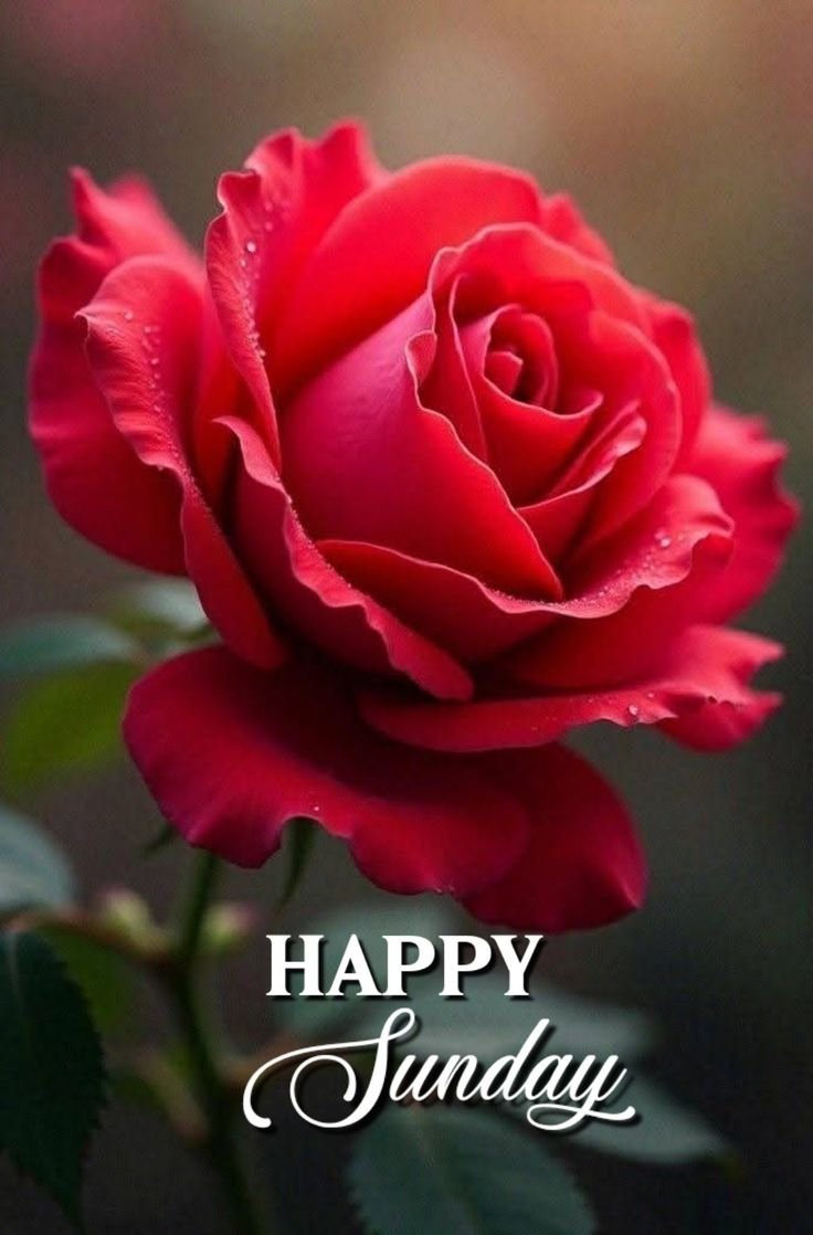 Good Morning Saturday Images