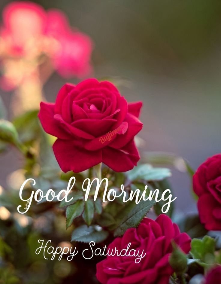 Saturday Good Morning Photos