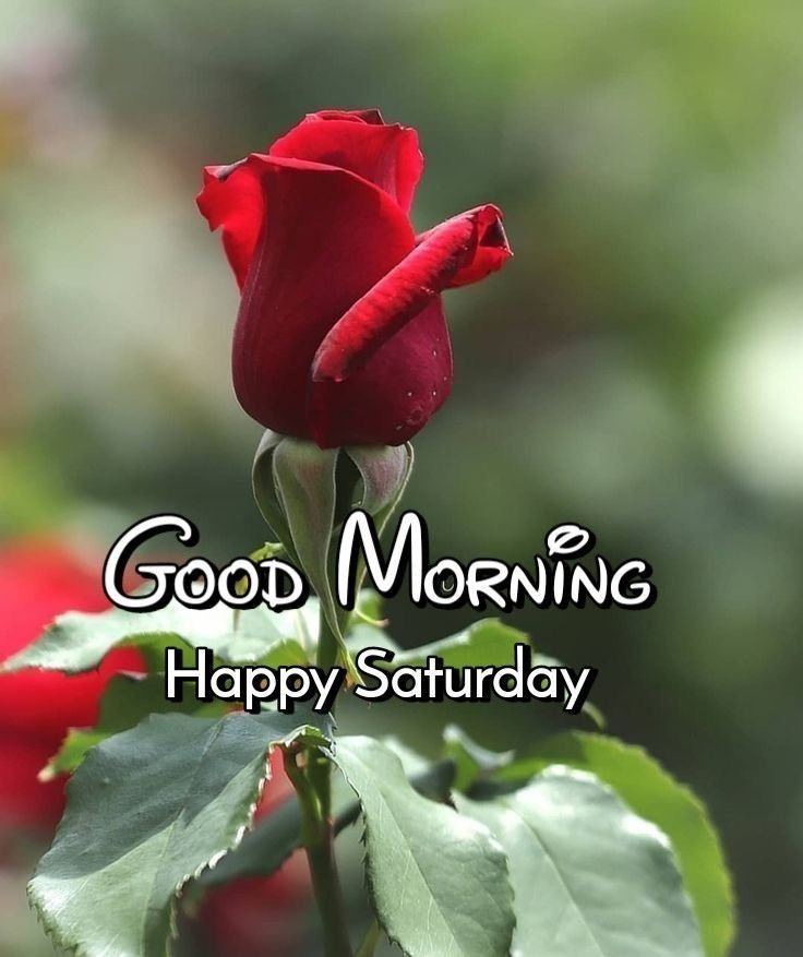 Happy Good Morning Saturday Images 