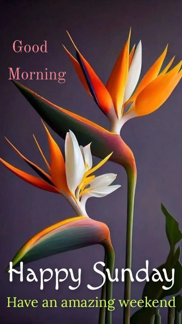 Good Morning Sunday Images