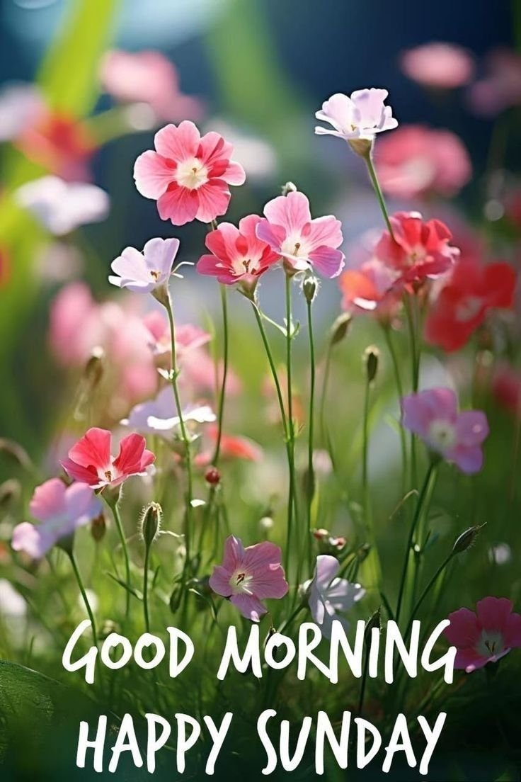 Good Morning Sunday Images