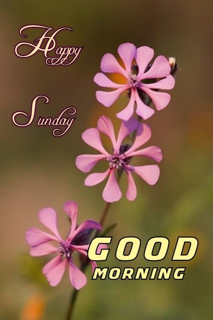 Happy Sunday Good Morning Photos