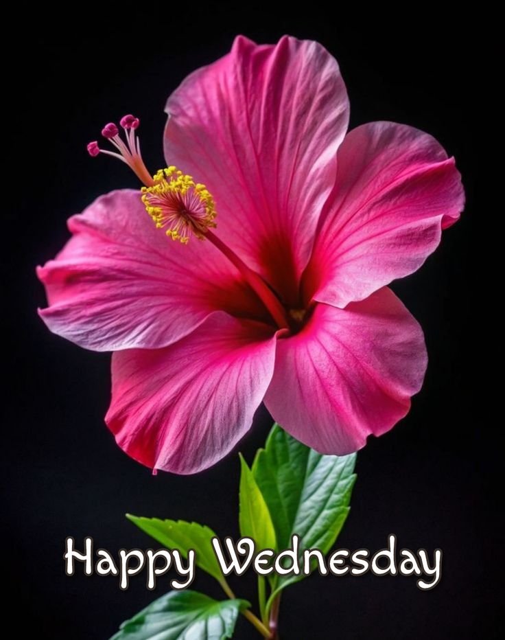 Good Morning Tuesday Images and Quotes