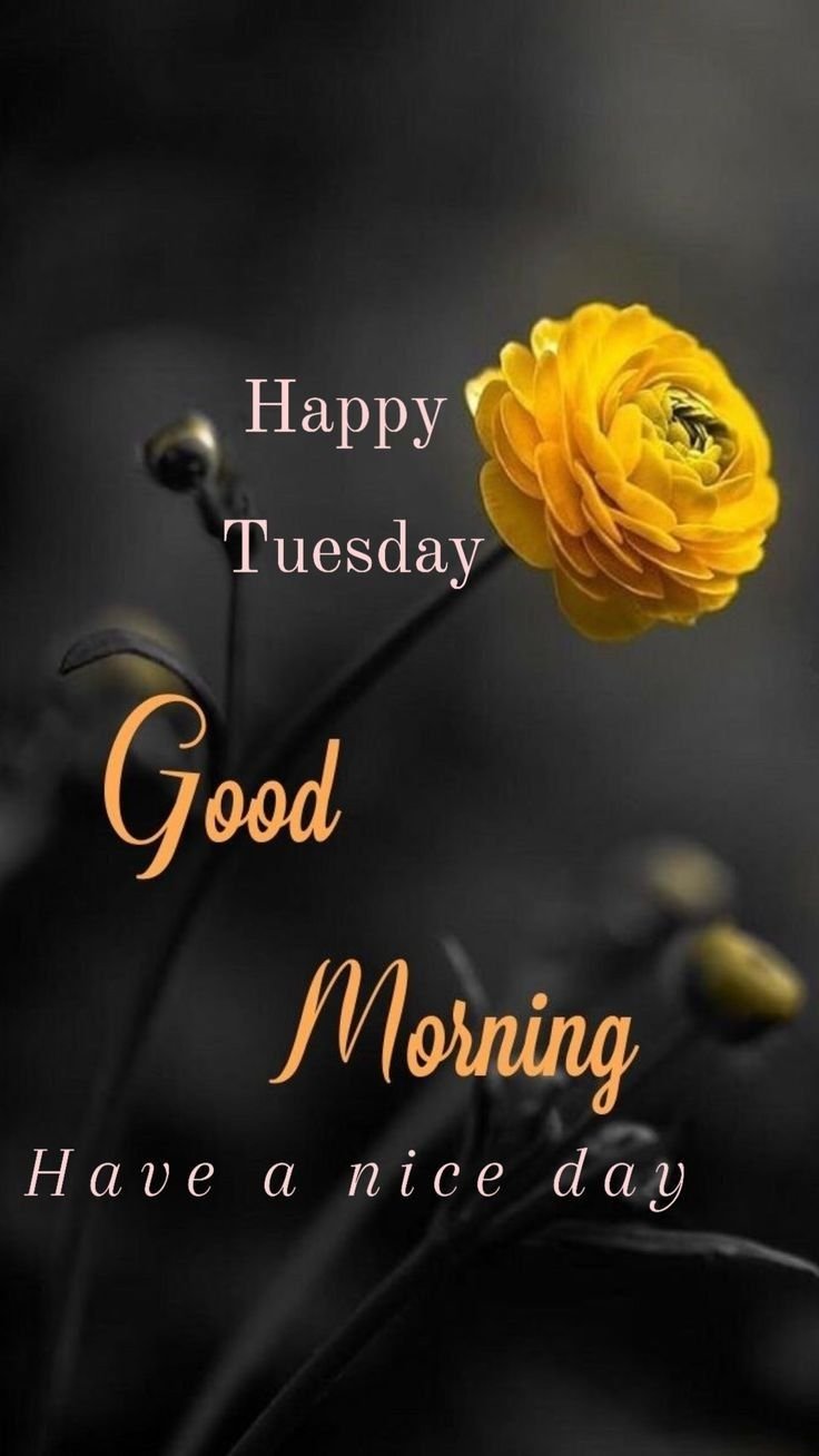 good morning tuesday photos