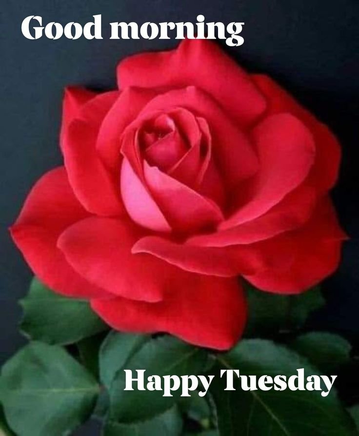 Good Morning Tuesday Images