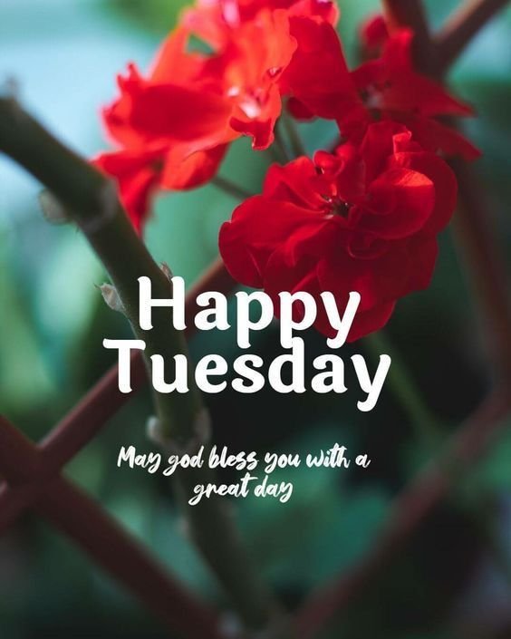 Good Morning Tuesday Photo HD