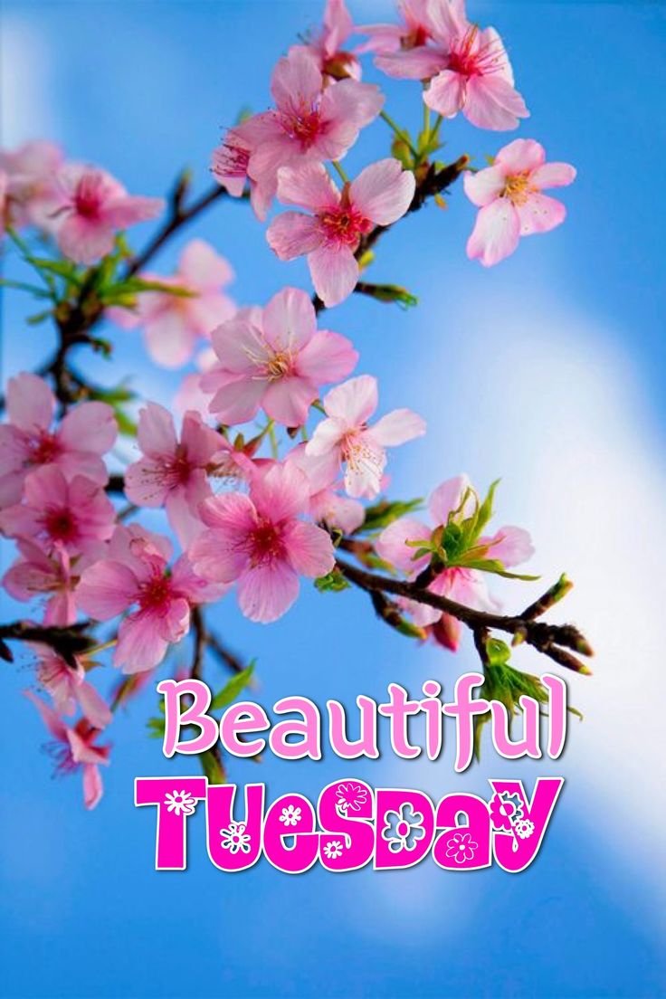 Good Morning Tuesday Photo HD