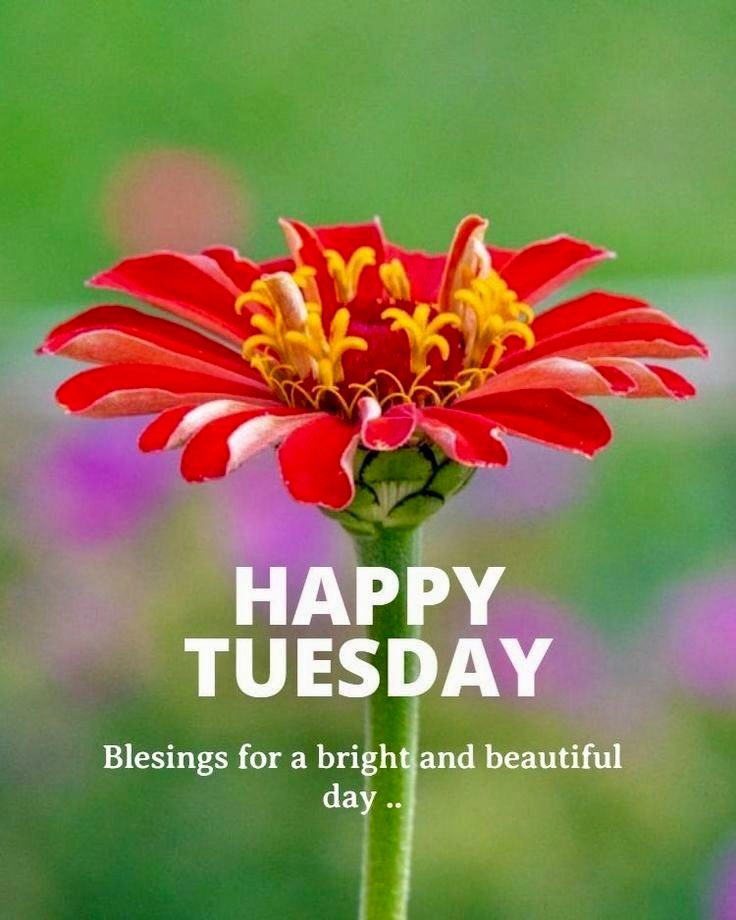 Good Morning Tuesday Images for WhatsApp