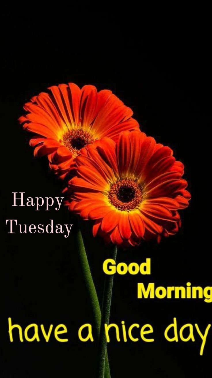 Good Morning Tuesday Images for WhatsApp