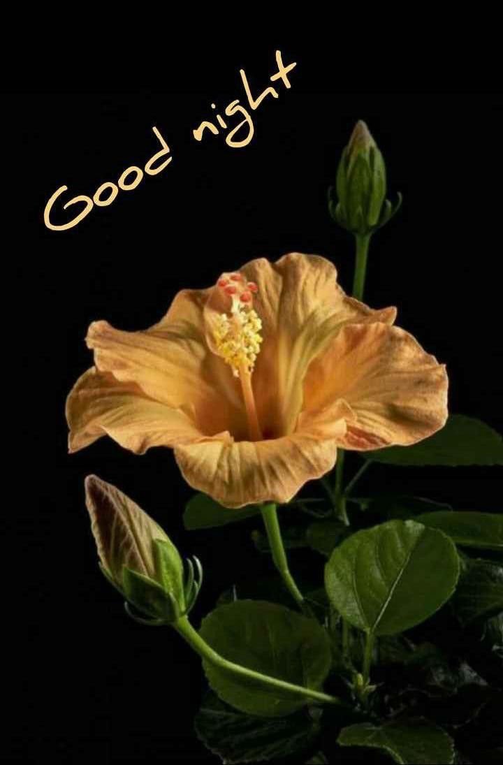 New Good Night Images 2025
