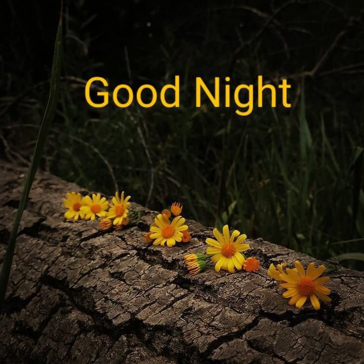 Good Night photo Love