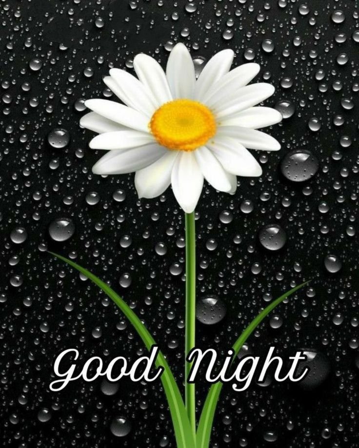 Good Night photos Hd