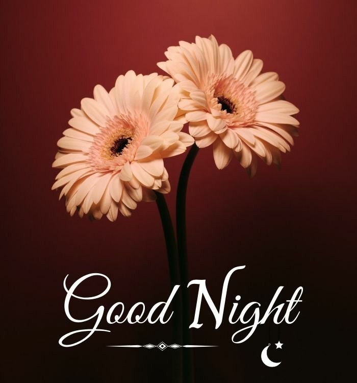 Beautiful Good Night Photo