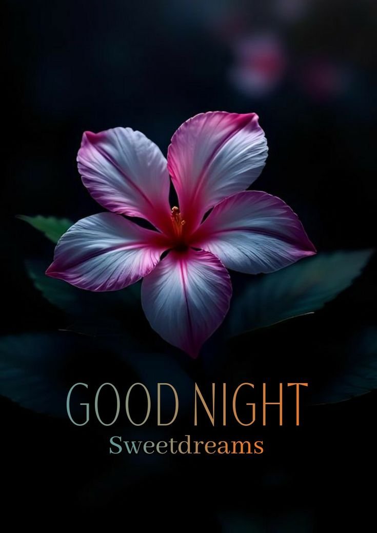 Good Night sweet Dreams Images